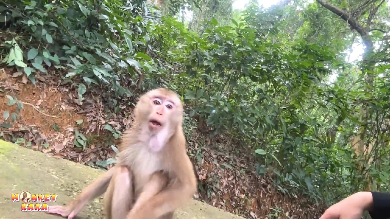 What Dad wants is for Monkey Kaka to come back.