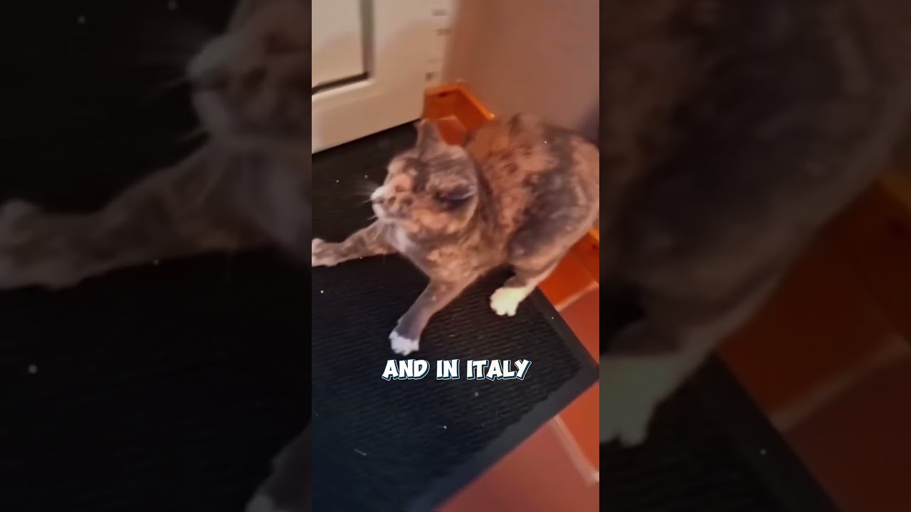 The Strangest Cat Superstitions Around the World!