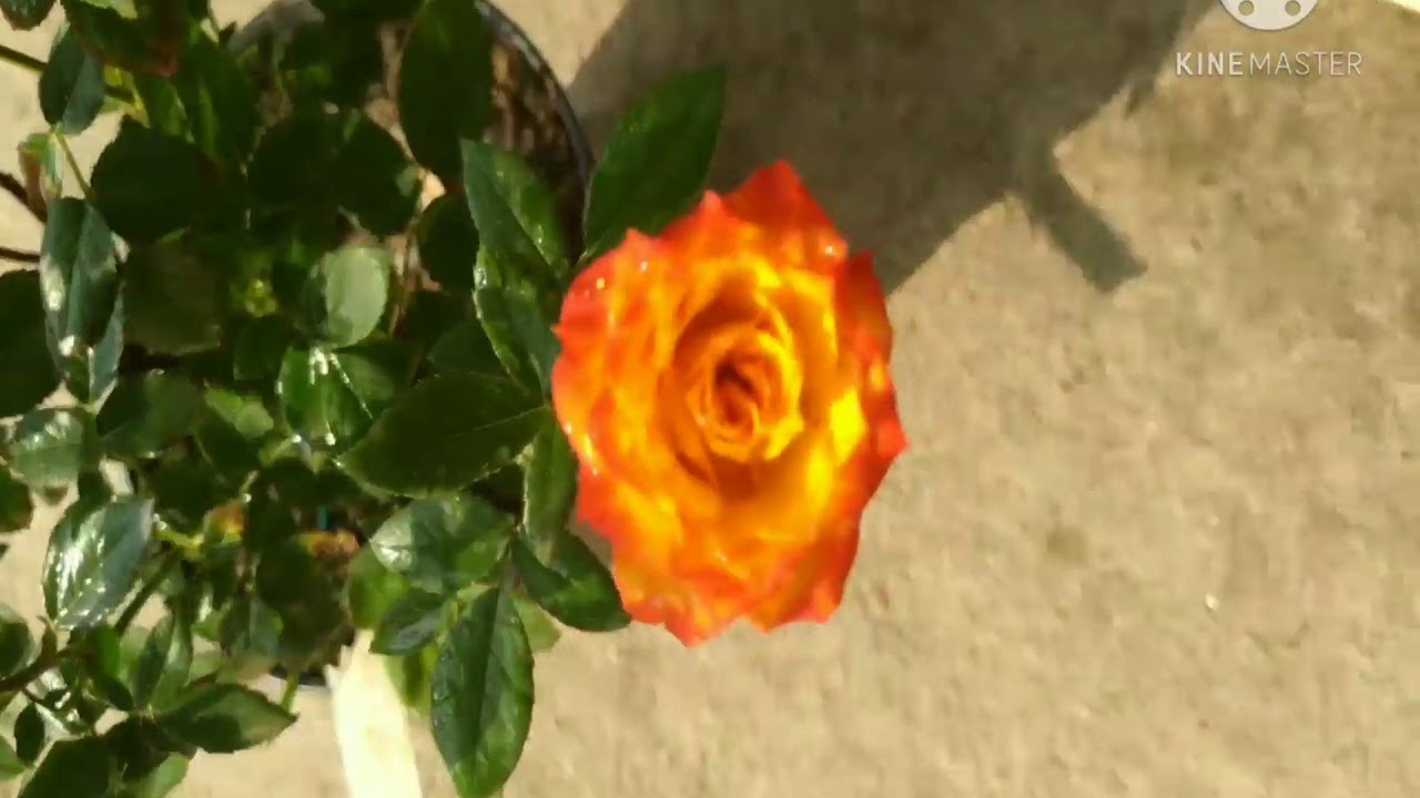 Rose Name(ID)-Charisma.