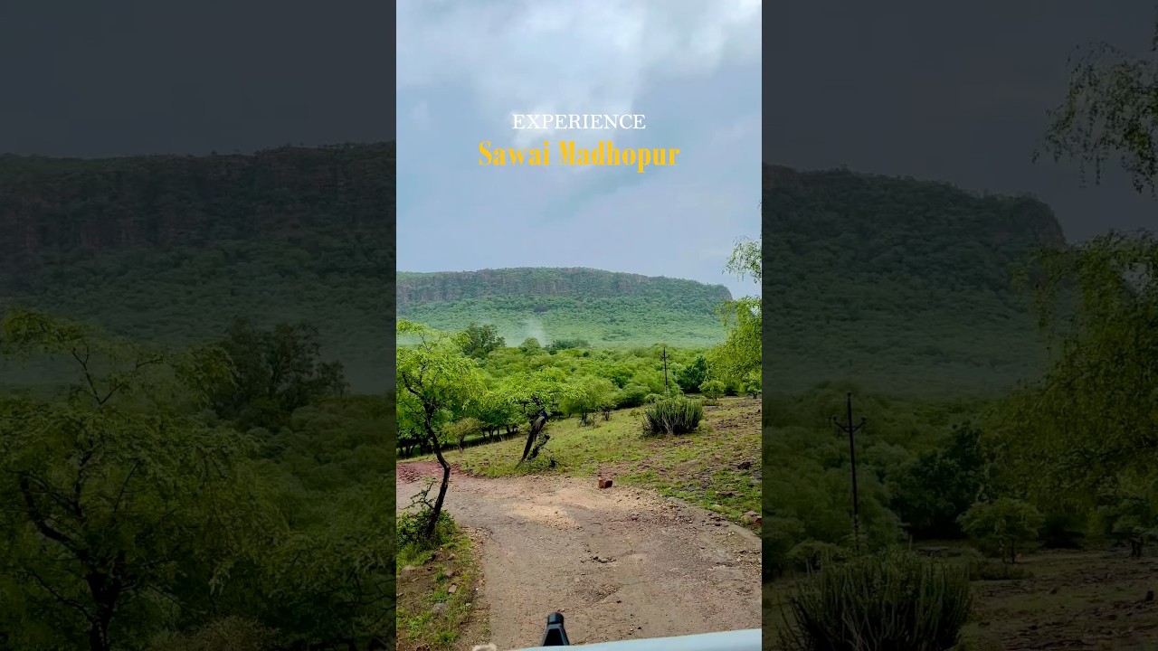 Experience Sawai Madhopur 🦚✨