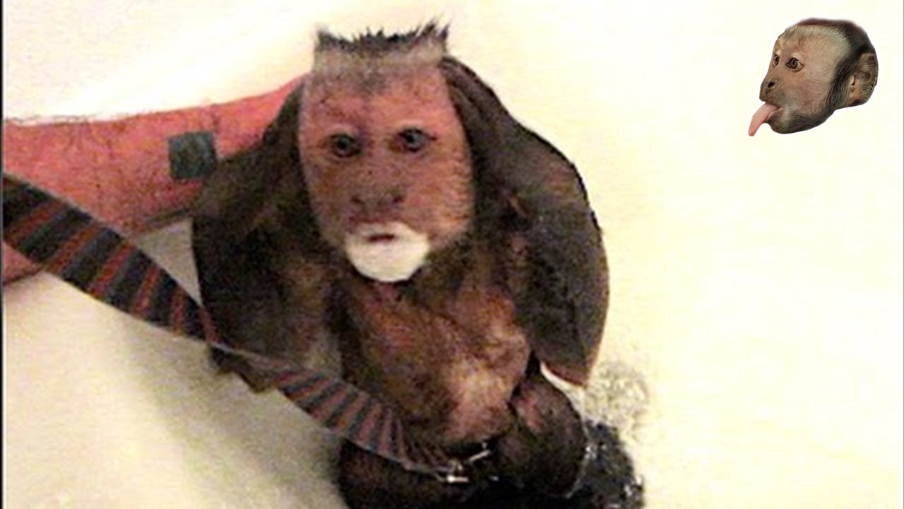 Monkey Mondays with MonkeyBoo 