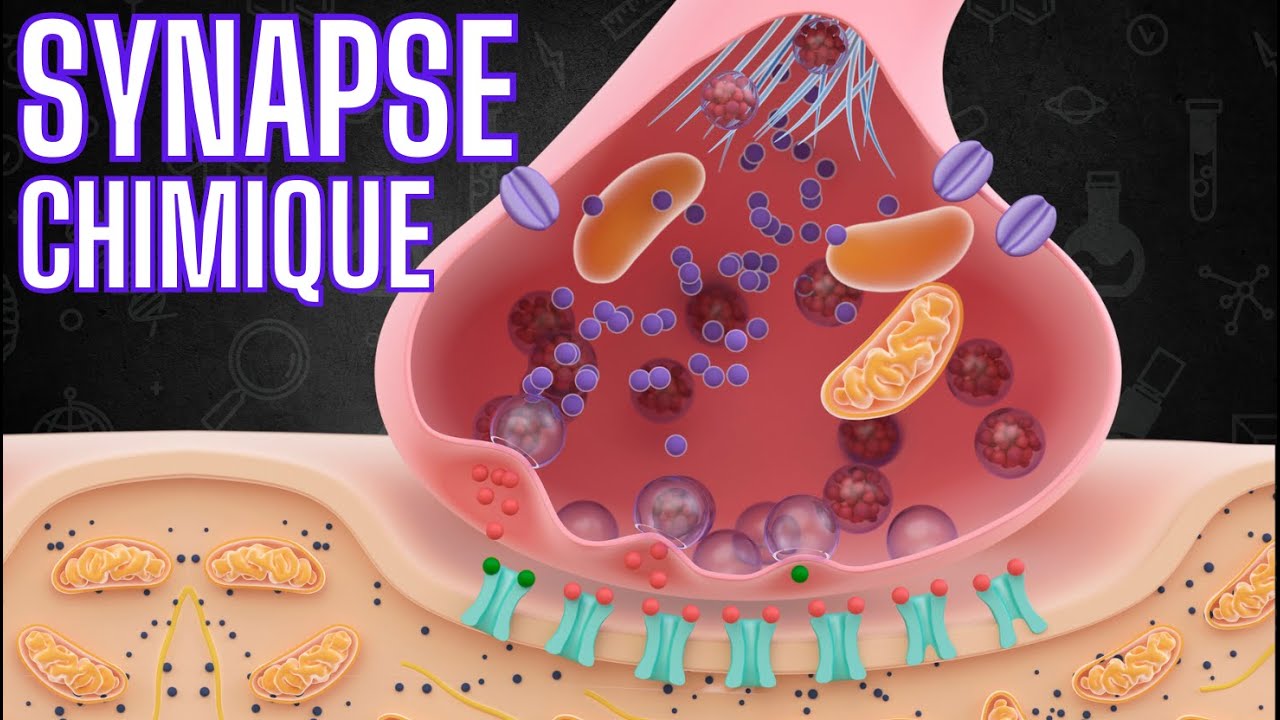 La synapse chimique 🧠