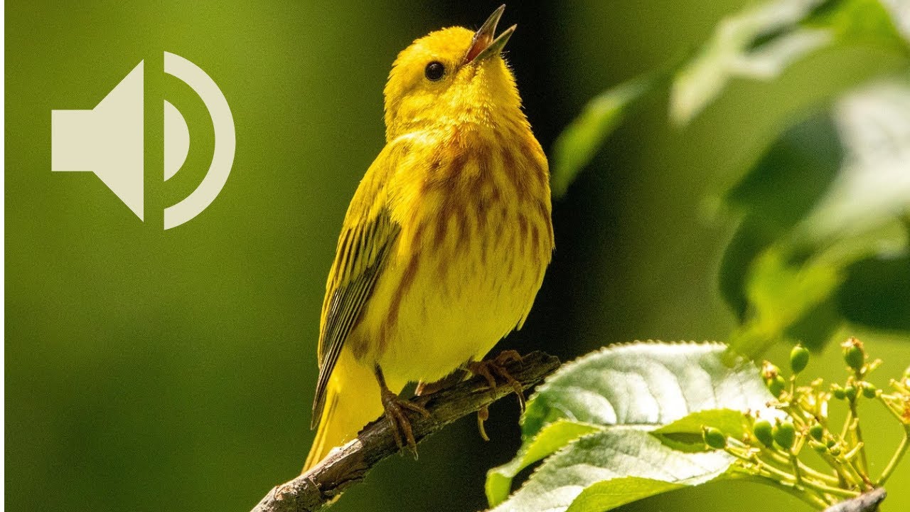 Le chant de la Paruline Jaune | Yellow Warbler Singing 🌼🐦