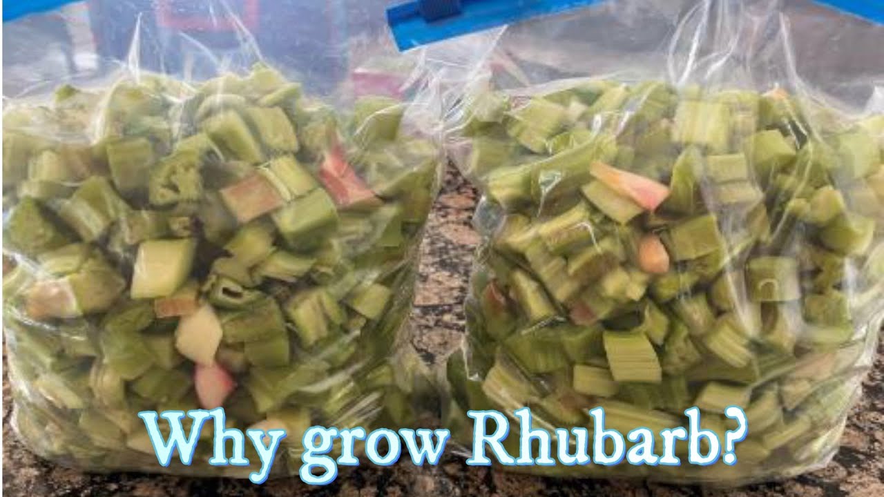 RHUBARB LOVERS....How to PRESERVE Rhubarb!