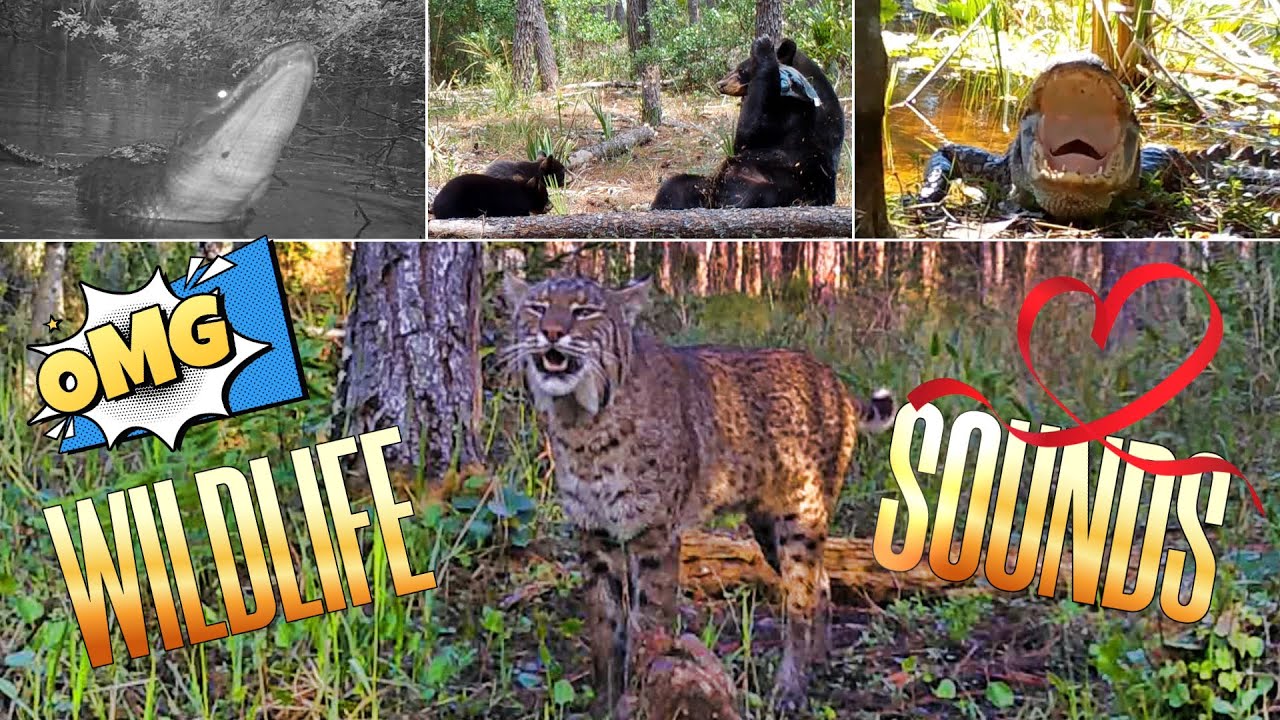 Florida's Wild Side: Untamed wild animals and the sounds that they make just might scare you