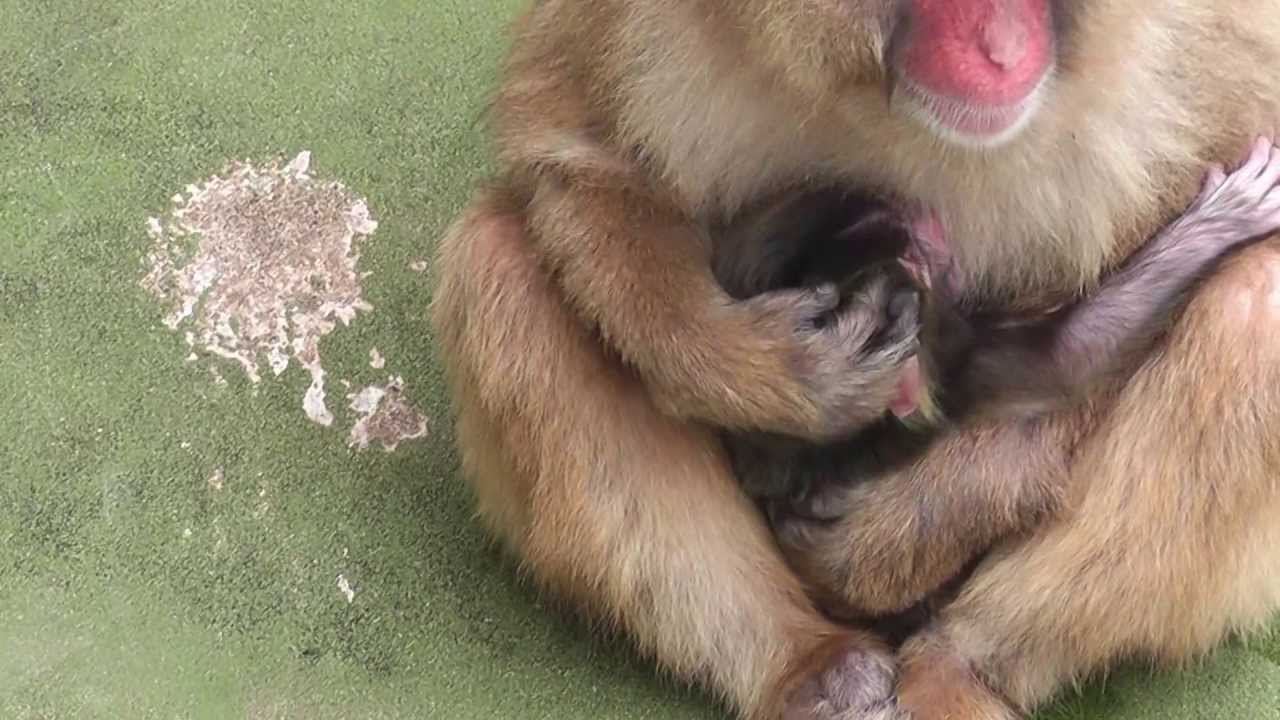Baby Monkey. ニホンザルの赤ちゃん生後3日目２（釧路動物園）