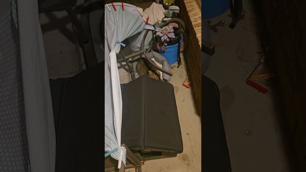 The kitties are so goofy! #stray  #straycat #cutecat #tuxedocat #cat #cats #catshorts #catvideos