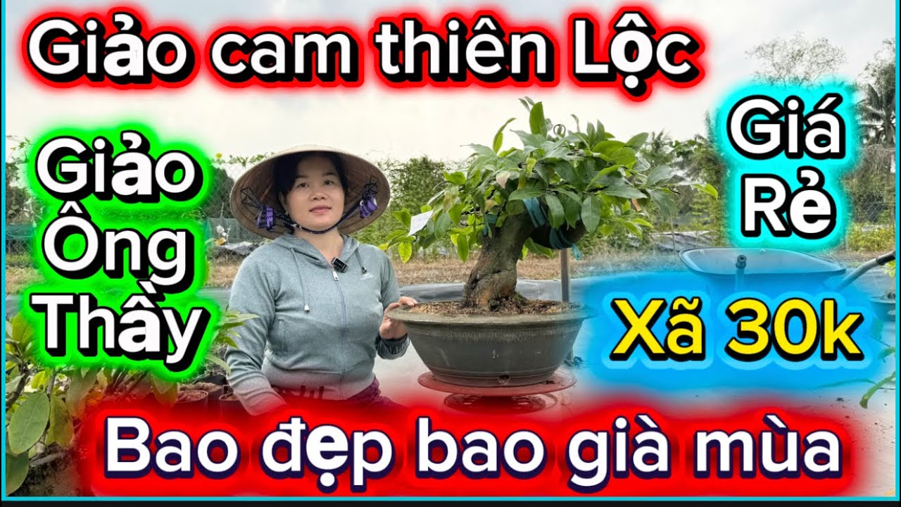 14-3-2026☎️0397730828📲mai giống giá rẻ cam thiên Lộc-giảo ông thầy-cây già mùa 