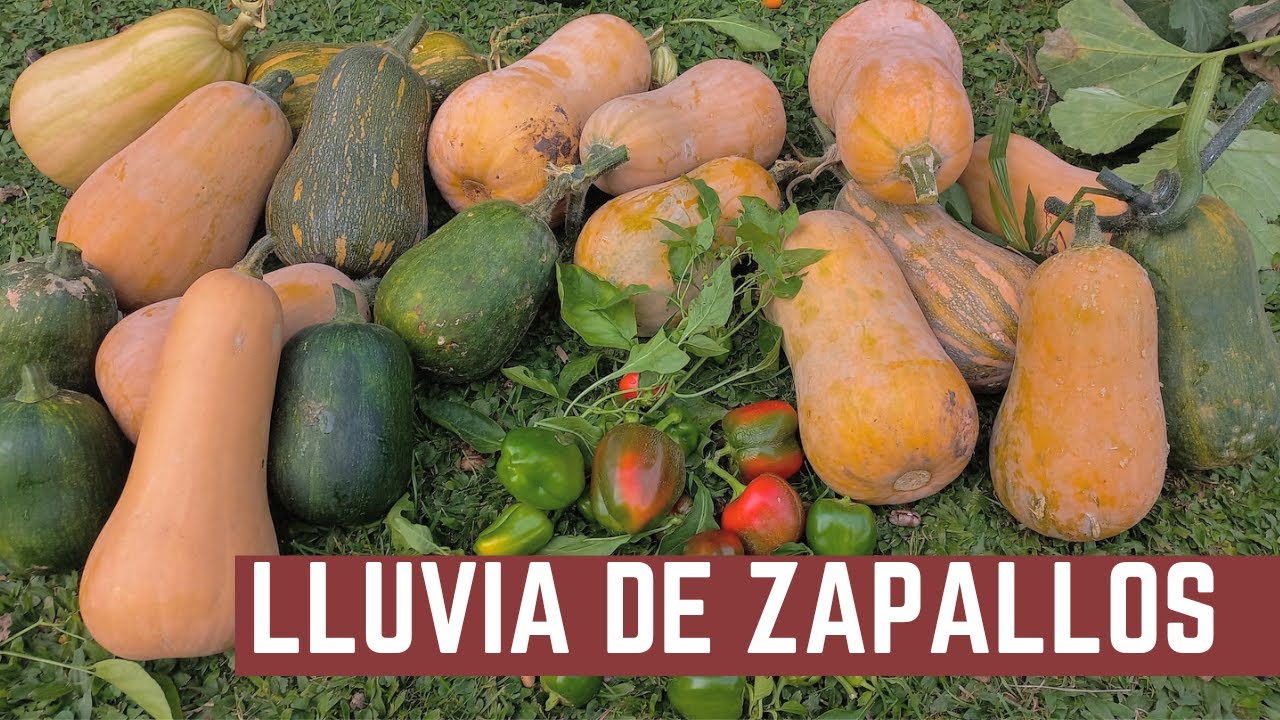 Como Cosechar Zapallos y Sembrar Flores de Otoño (Calendula y Copete)
