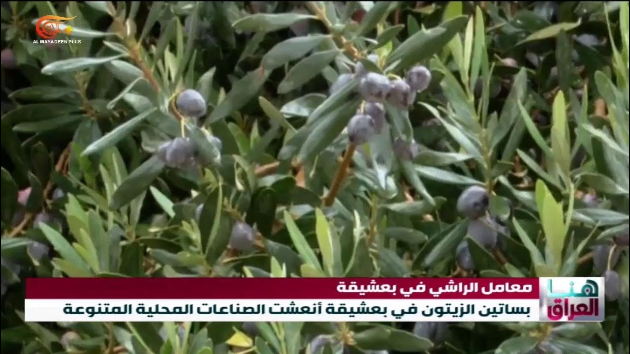 معامل ناحية بعشيقة لصناعة الراشي هي الأشهر على مستوى البلاد. | 2026-02-16