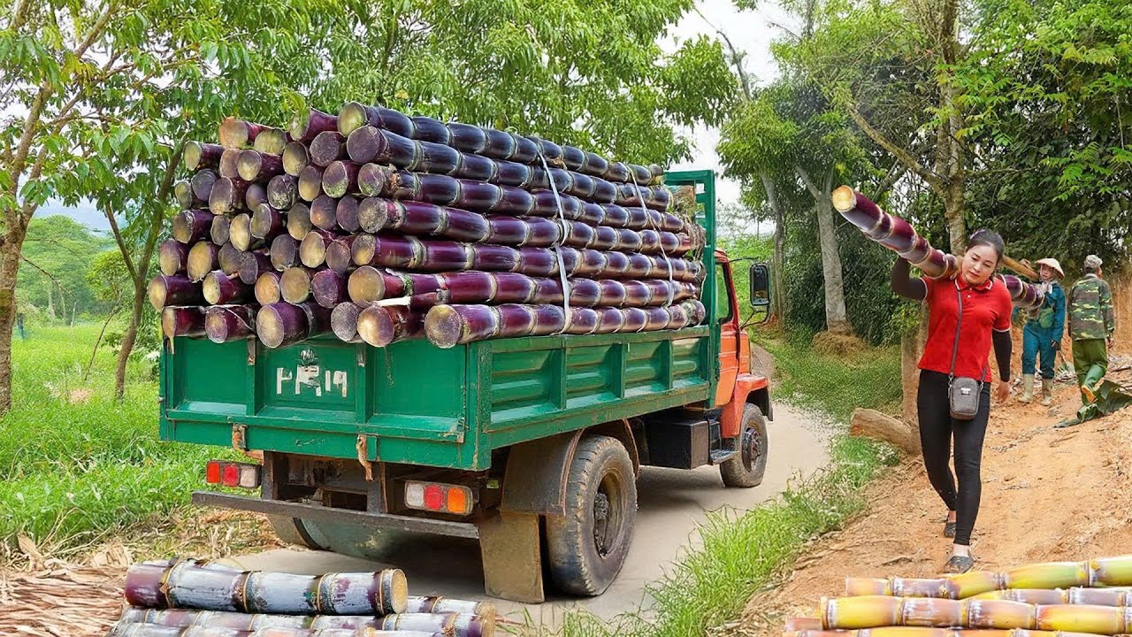TIMELAPSE: Using Truck to Harvest and Transport Sugarcane to Sell at Juice Shop