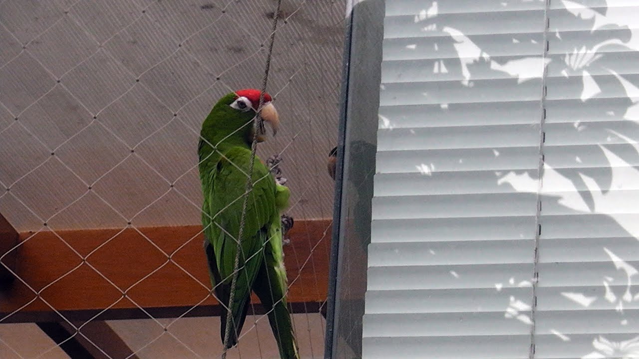 Loros libres