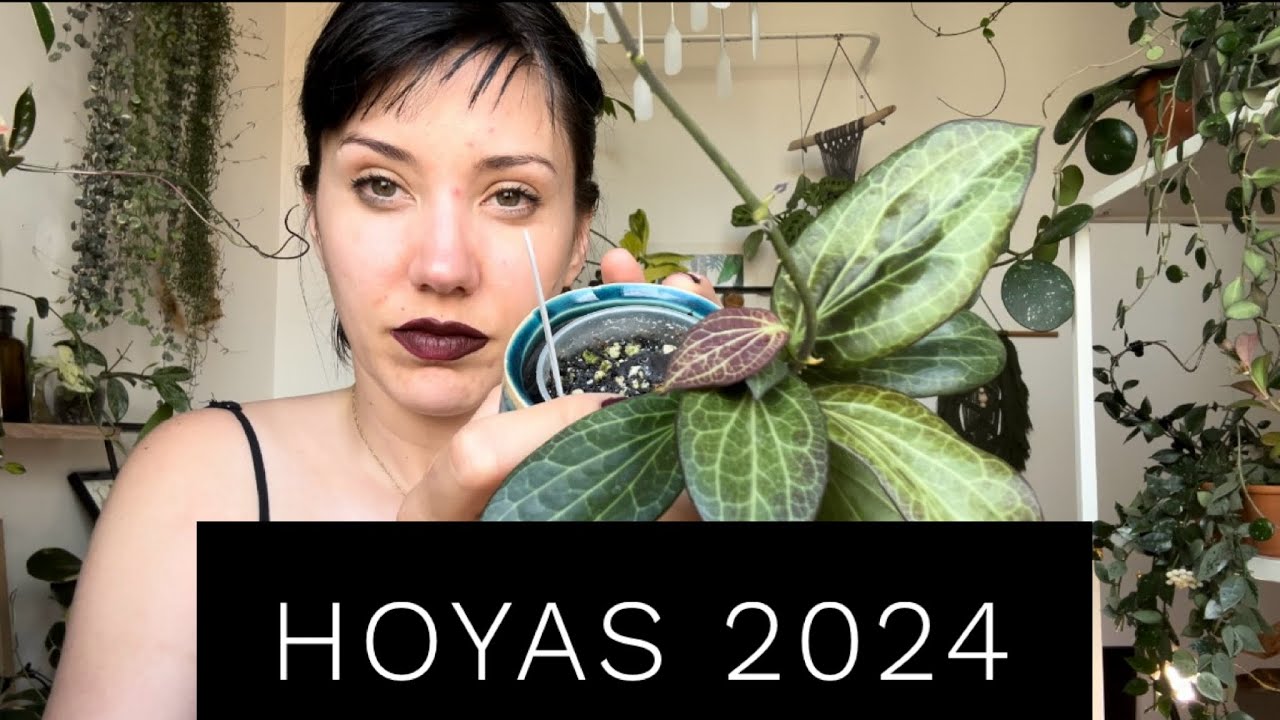 HOYAS TOUR 2024