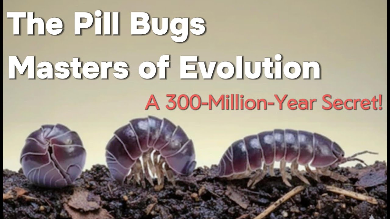The Pill Bugs &ndash; Masters of Evolution