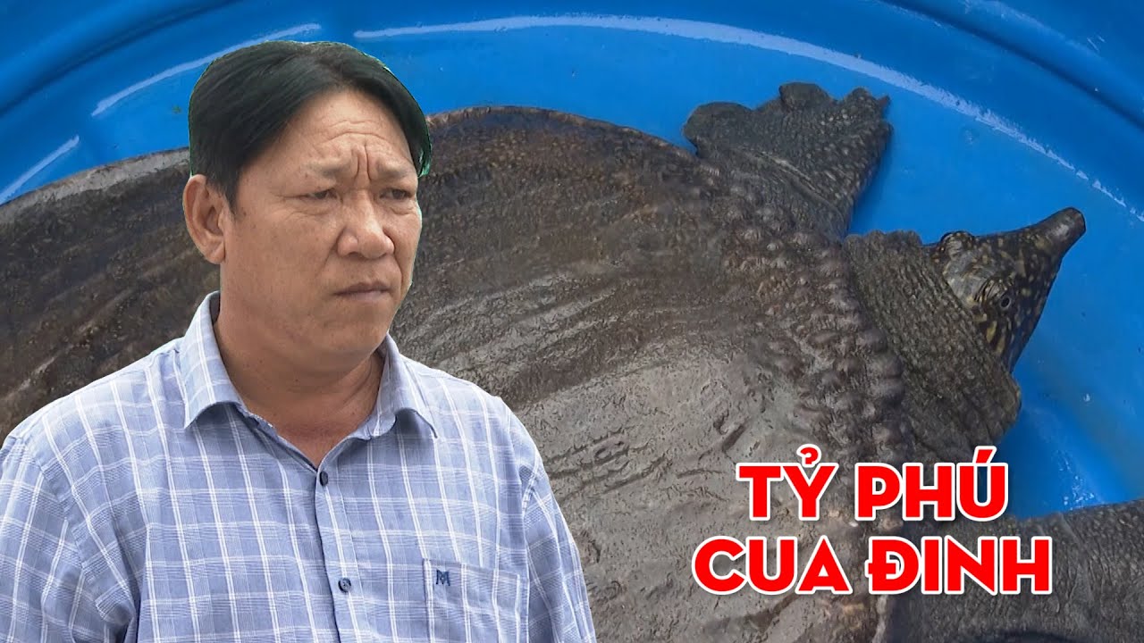 Tỷ phú cua đinh ở Giá Rai, Bạc Liêu | Thủy sản