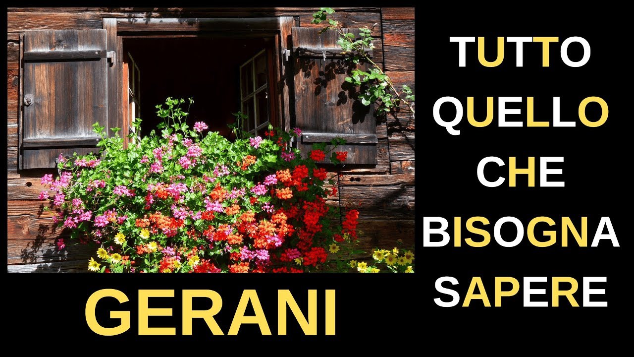 GERANI: TUTTO quello che BISOGNA SAPERE