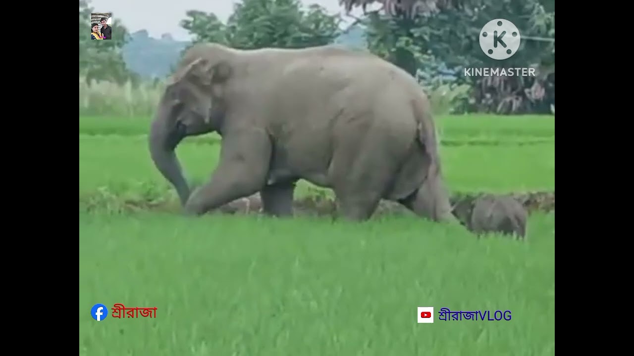 ELEPHANT VLOG 2024