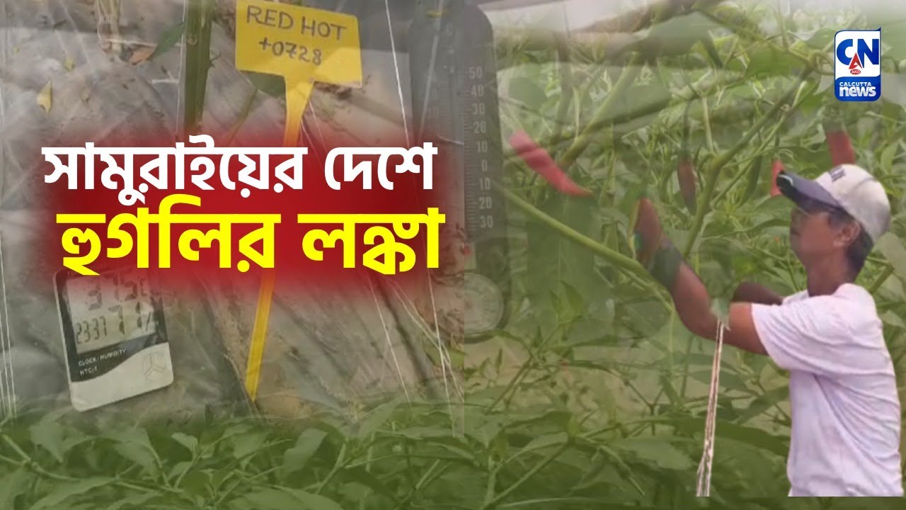 সামুরাইয়ের দেশে হুগলির লঙ্কা  Feature Story
