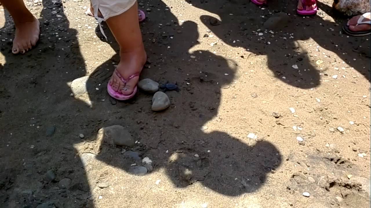 birth of baby careta-careta @ dafni beach