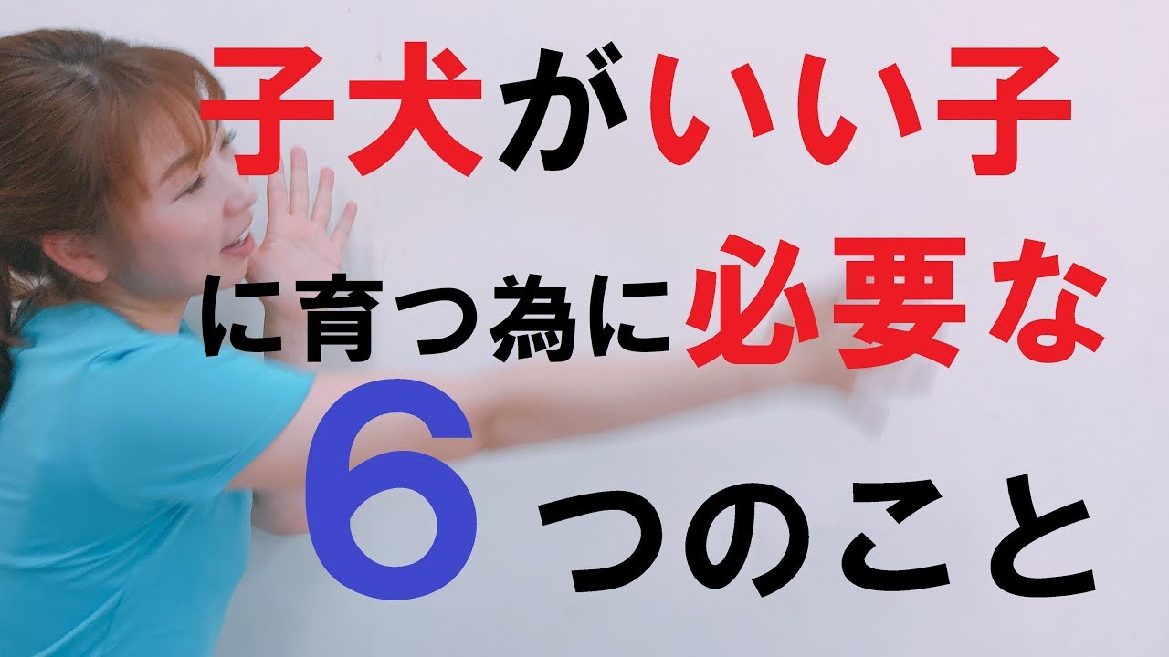 子犬がいい子に育つために必要な6つのこととは？【子犬のしつけ＠横浜】by遠藤 エマトレーナー