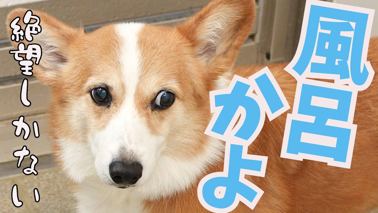 今からお風呂だと分かってテンションだだ下がりの愛犬がかわいい