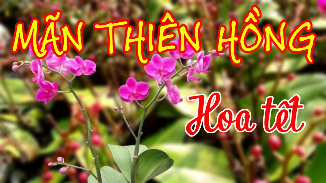 M&atilde;n thi&ecirc;n hồng hoa tết/ Hoa Lan 4U