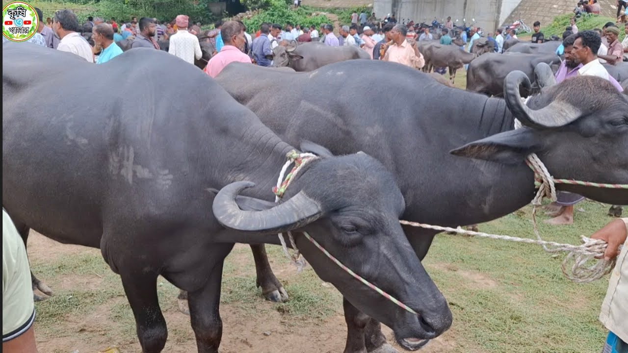 @আজ ১০/৭/২৫ | কত টাকা মন দরে মাংসের মহিষ কেনা-বেচা হচ্ছে কাহারোল হাটে | মহিষের দাম 