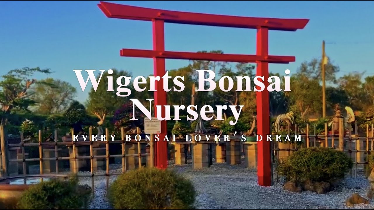 Wigert's Bonsai Nursery 2023 - Shop Tour