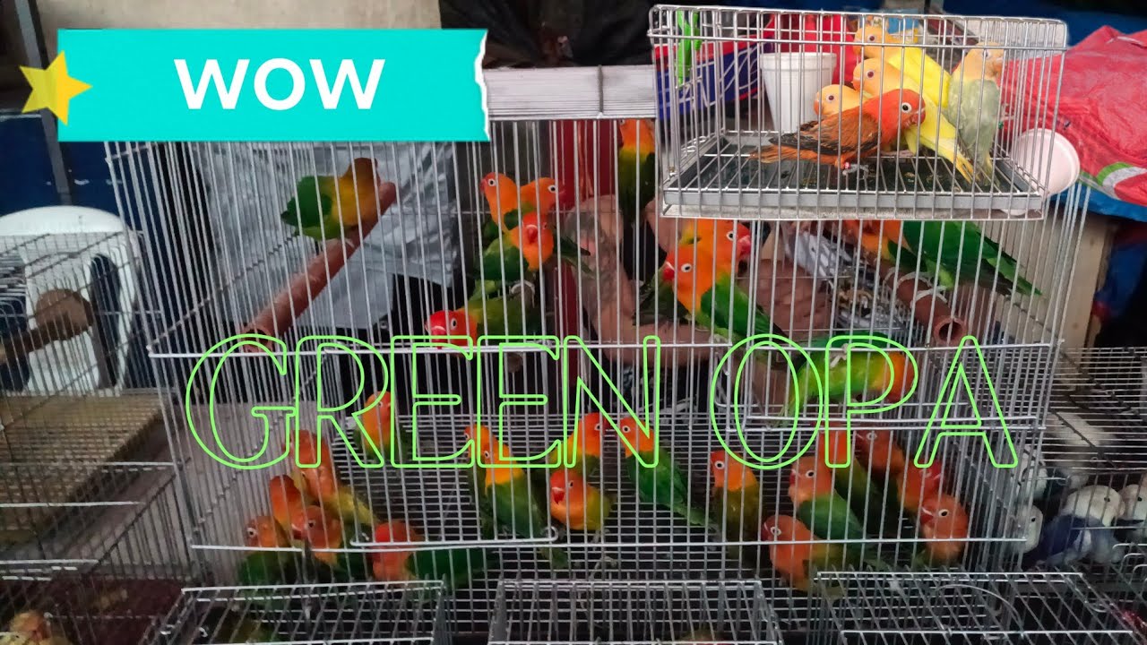 Daming murang ibon dto s malabon pet market.every sat n sun morning till noon po tayo...pasyal n po