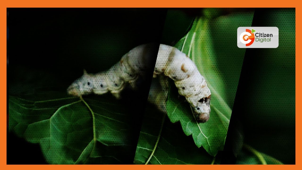 Silkworms farming in Voi to produce silk