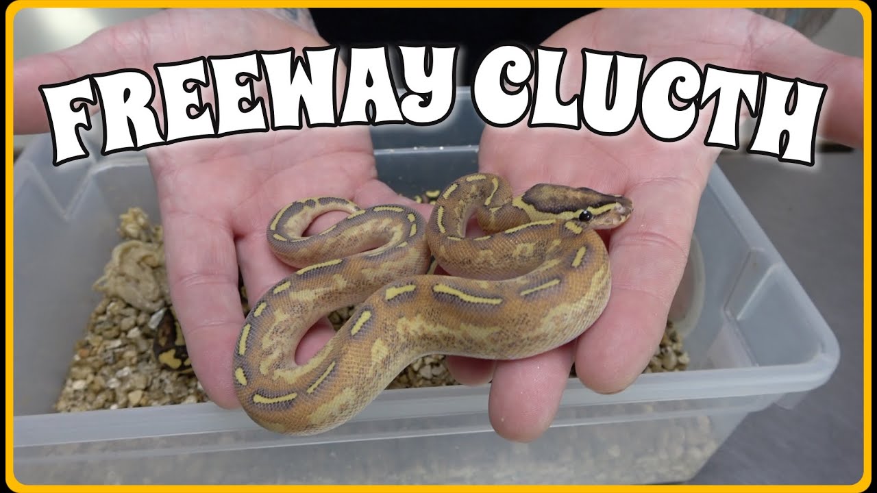 Freeway Clutch Update! Neat Combos!