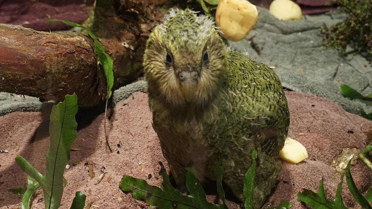 Kakapo Chicks Day Out - Arrowtown, New Zealand