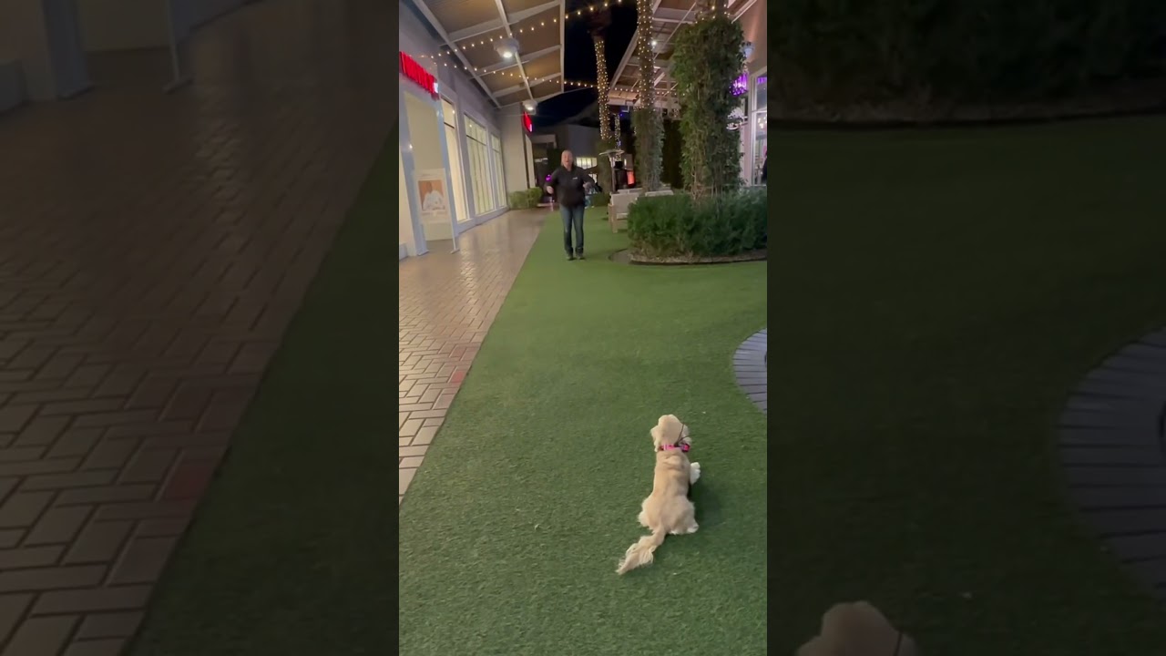 1 yo Dachshund Bellini ~ Best Dachshund Trainers ~ Off Leash K9 Training Phoenix