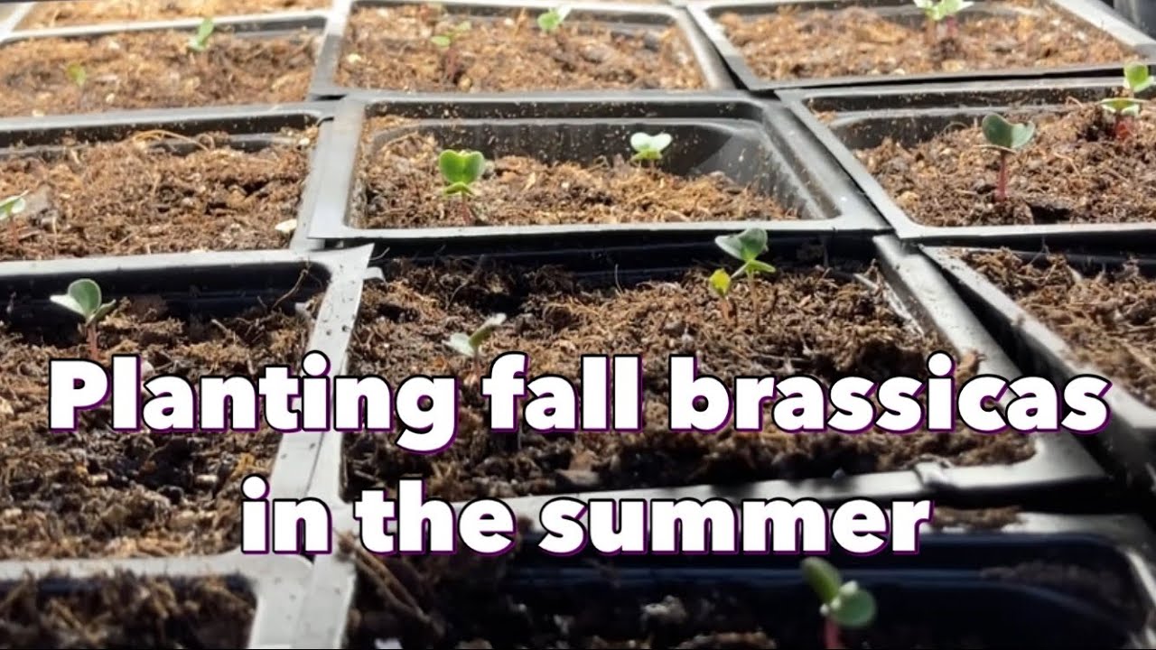 Planting fall brassicas - Brussels sprouts, broccoli, cauliflower, and cabbage - in the early summer