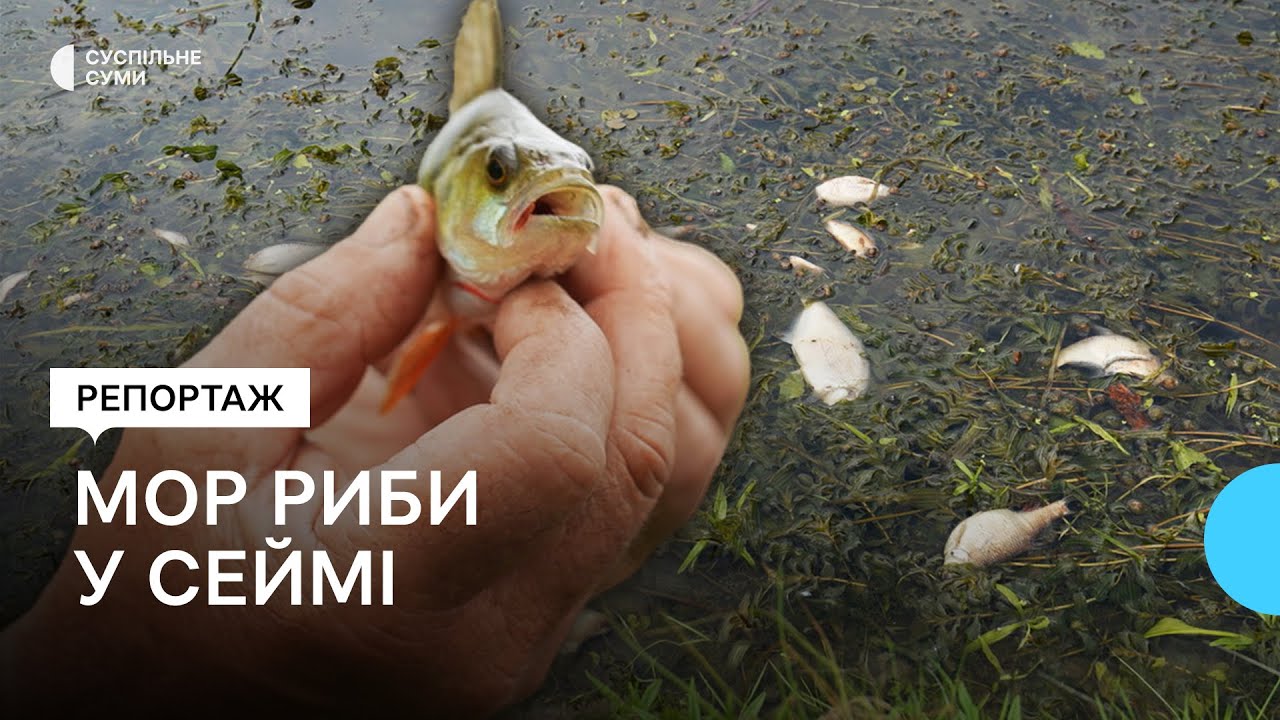 «З Росії текла якась нечисть». Мор риби у річці Сейм на Сумщині