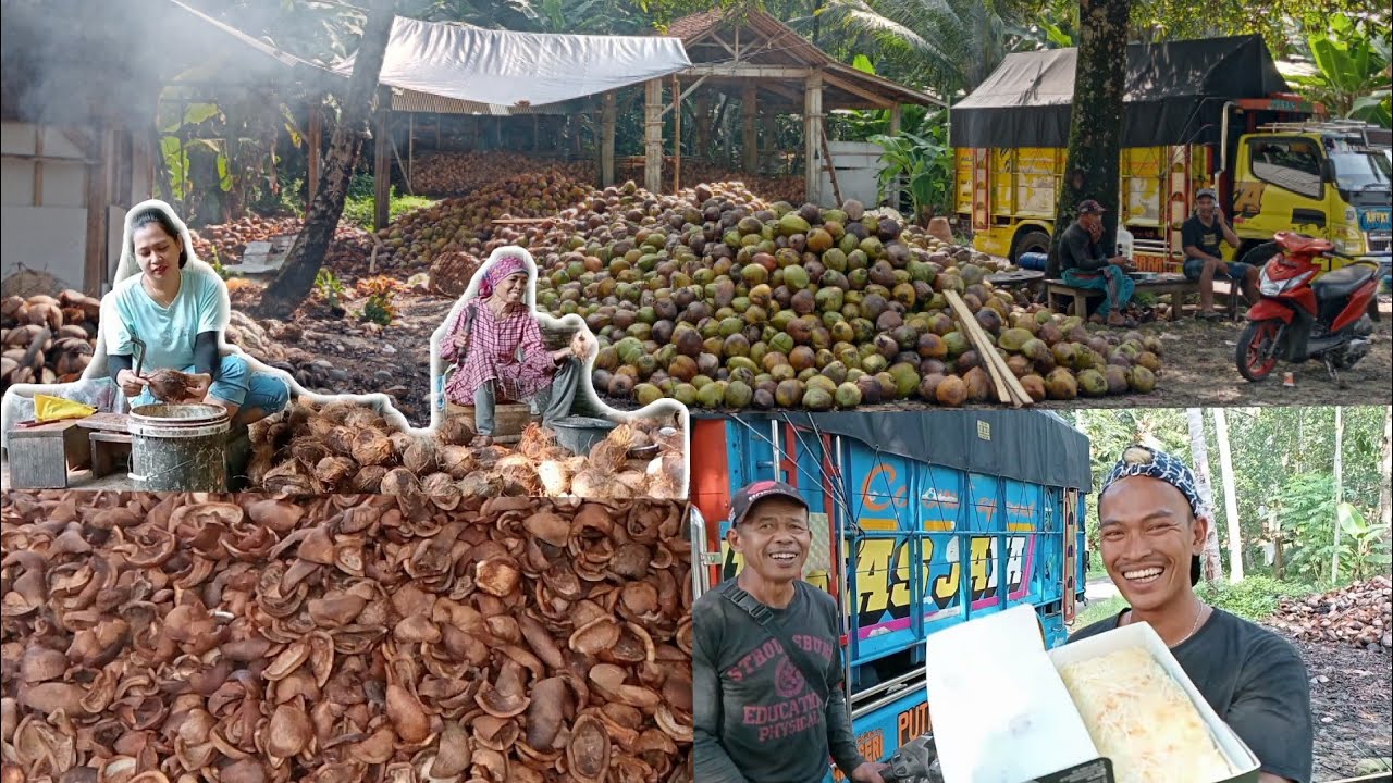 Terbukti usaha kopra sangat menjanjikan‼️Dari batoknya aja bisa nutup buruh semua pekerja