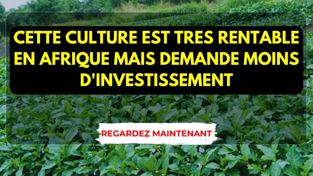 Cette culture est très rentable en Afrique mais demande moins d'Investissement
