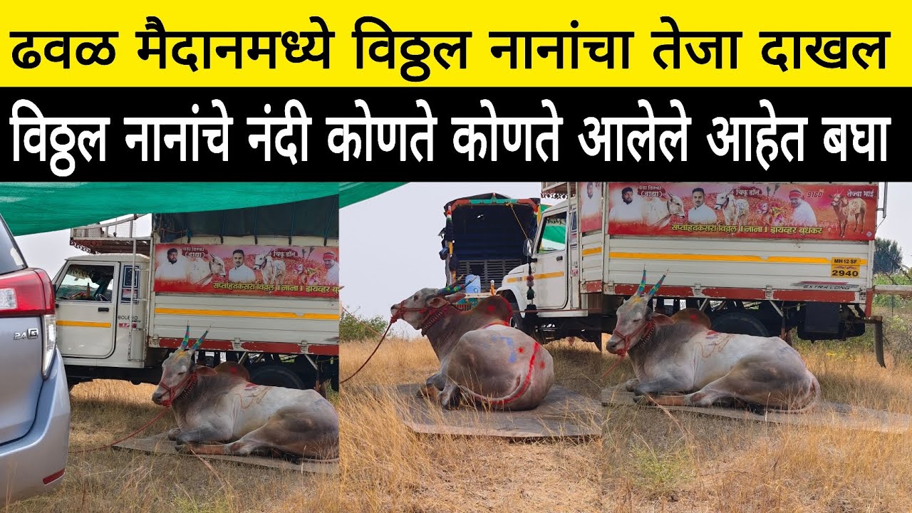 ढवळ मैदानमध्ये विठ्ठल नानांचे नंदी दाखल तेजा भाई विठ्ठल नानाची नवीन खरेदी पण आलेली आहे बघा व्हिडिओ