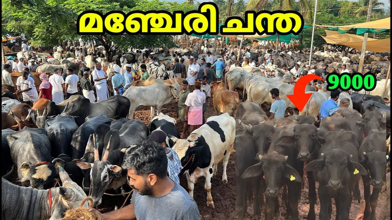 മഞ്ചേരി കന്നുകാലി ചന്ത. manjeri cattle market. 9847294330.വില കേട്ട് ഞാൻ ഞെട്ടി