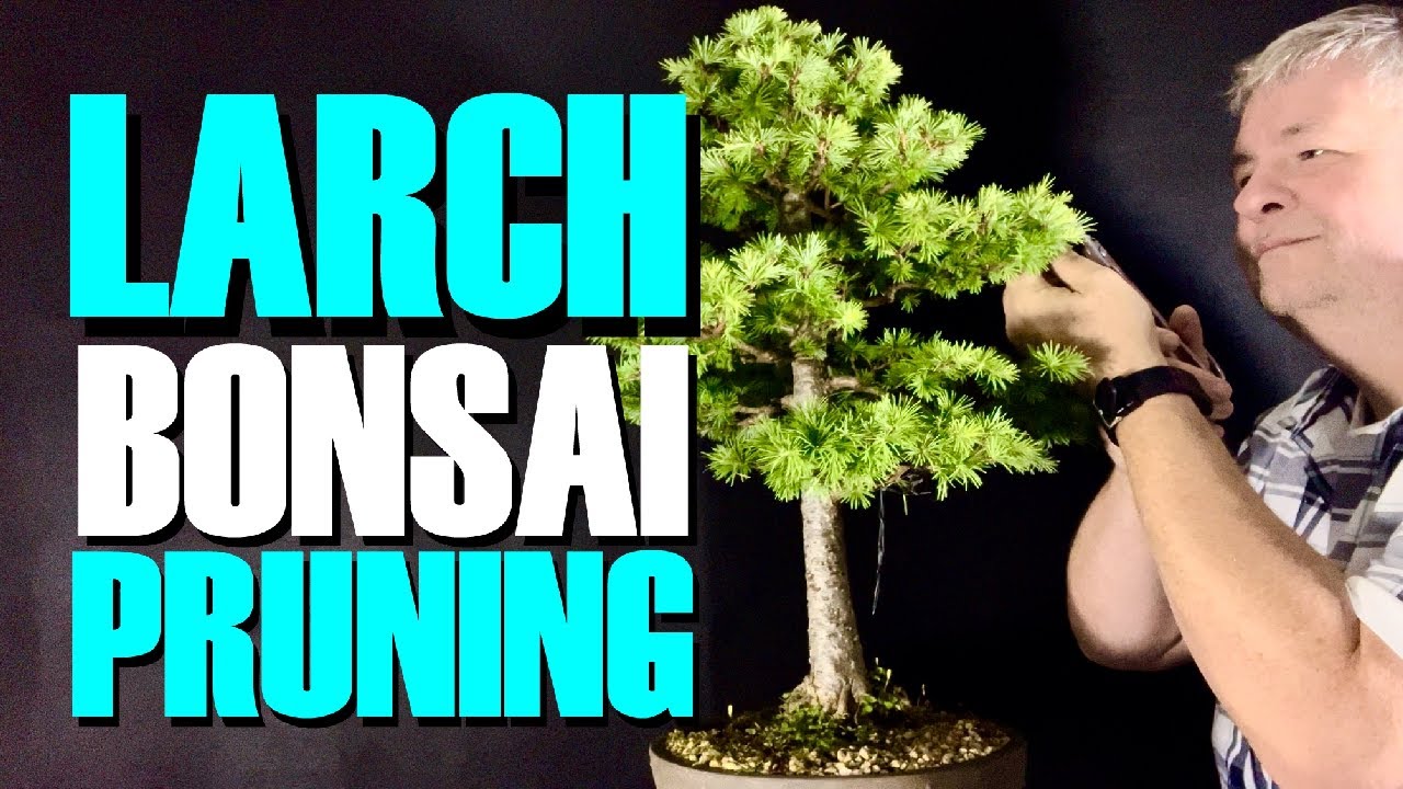 Larch Bonsai Pruning Secrets Revealed!