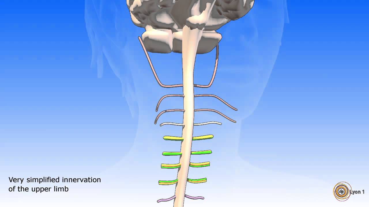 The spinal cord and spinal nerves