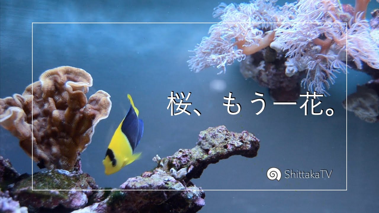 SPLASHでブルームウミアザミ🌸とSPS🍘お迎え！ No.087