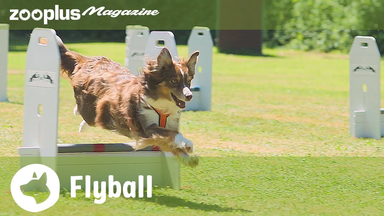 El flyball: ¿cómo funciona este emocionante deporte canino?