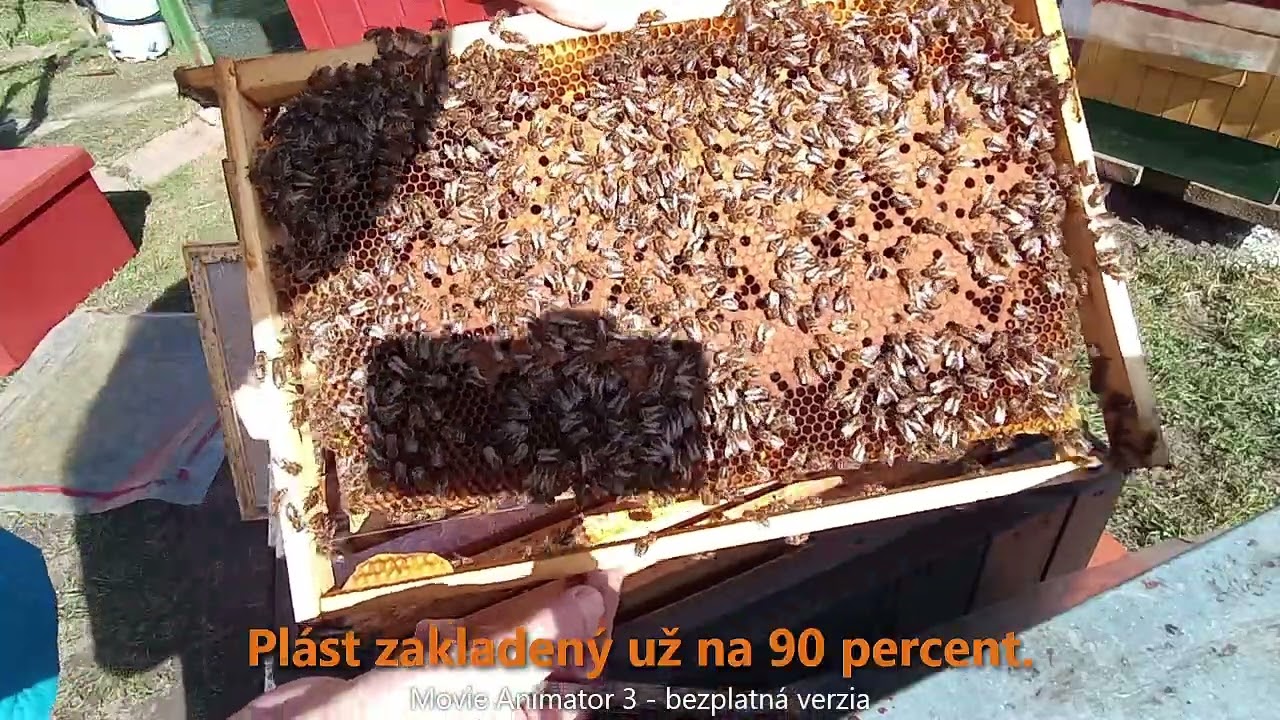 021  14 03 2026 Marcová kontrola včiel