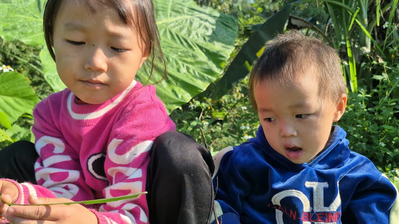 ba mẹ con đi hái rau mang đi bán mua đồ ăn về ăn #Hoàng tiểu yến #123