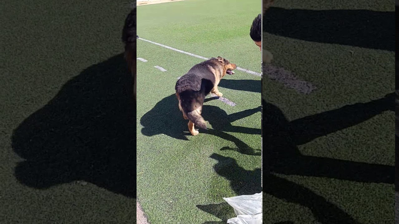 مربوح 2 شلغوم العيد