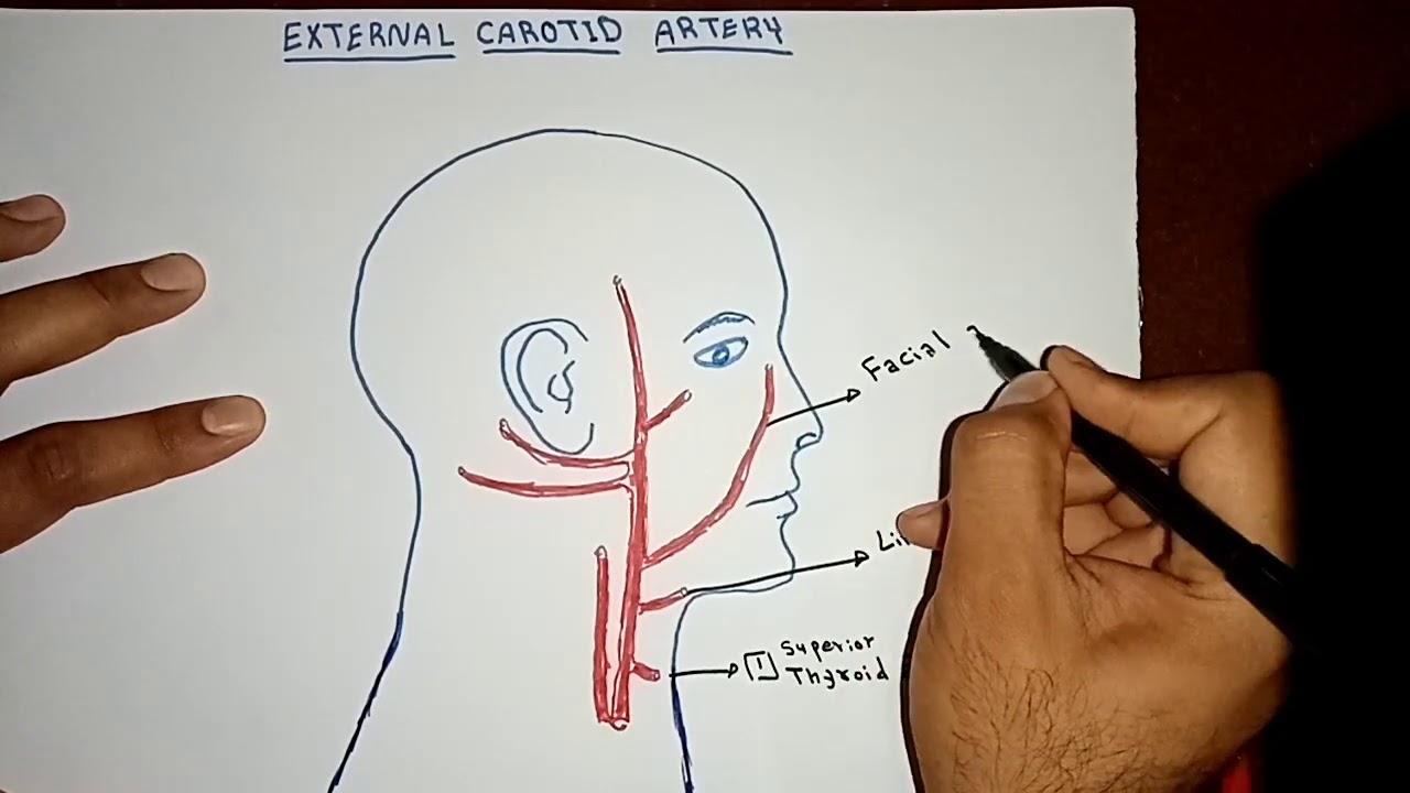 External Carotid Artery Branches By Ahmed Belhaj ✍️✍️