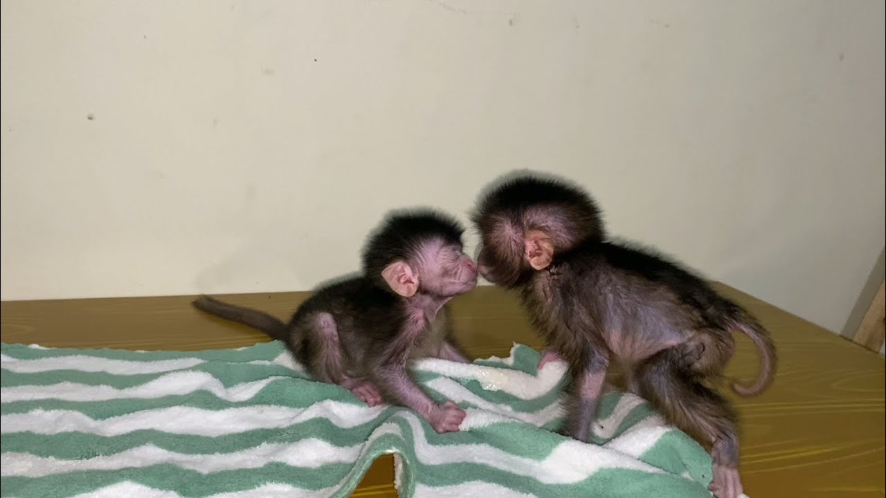Leo's First Interactions with Other Monkeys