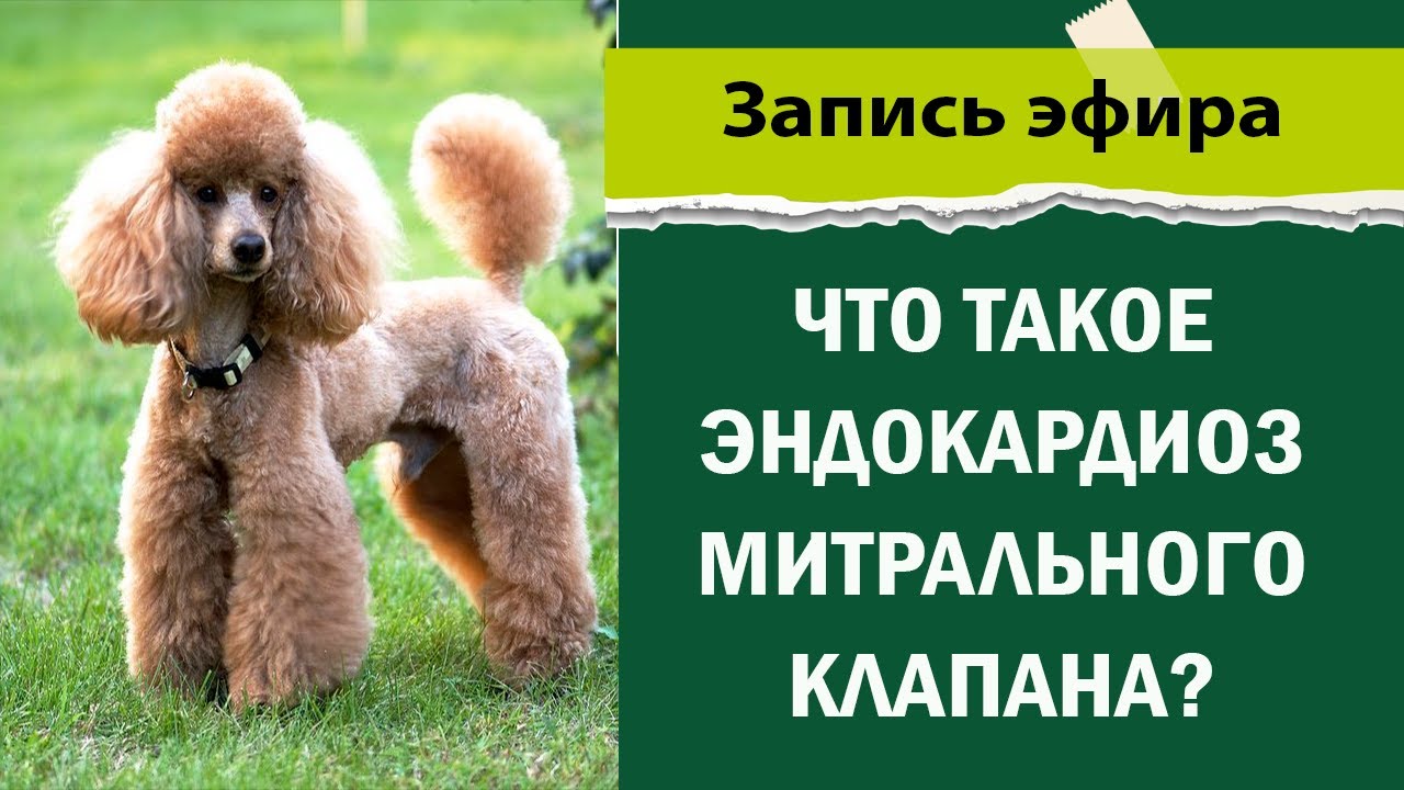 Что такое эндокардиоз митрального клапана