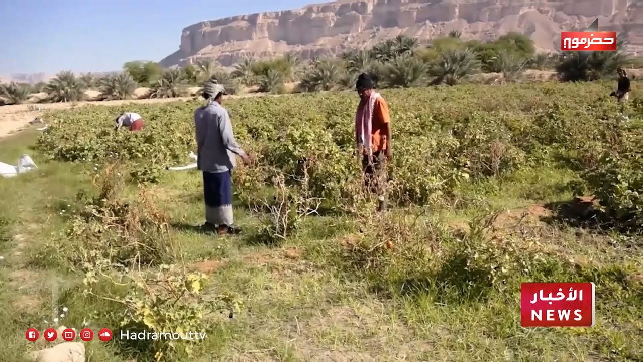البرودة الشديدة في وادي حضرموت تحرق المحاصيل الزراعية وتفاقم معاناة المزارعين